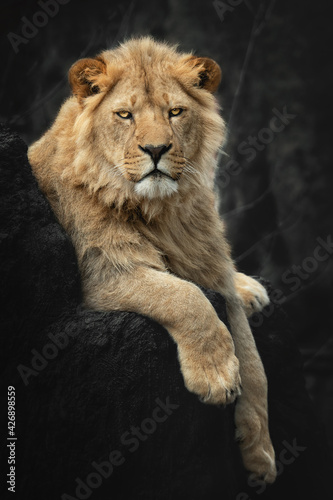Portrait of a young Lion from South Africa, Panthera leo krugeri, Lying on a tree stump 