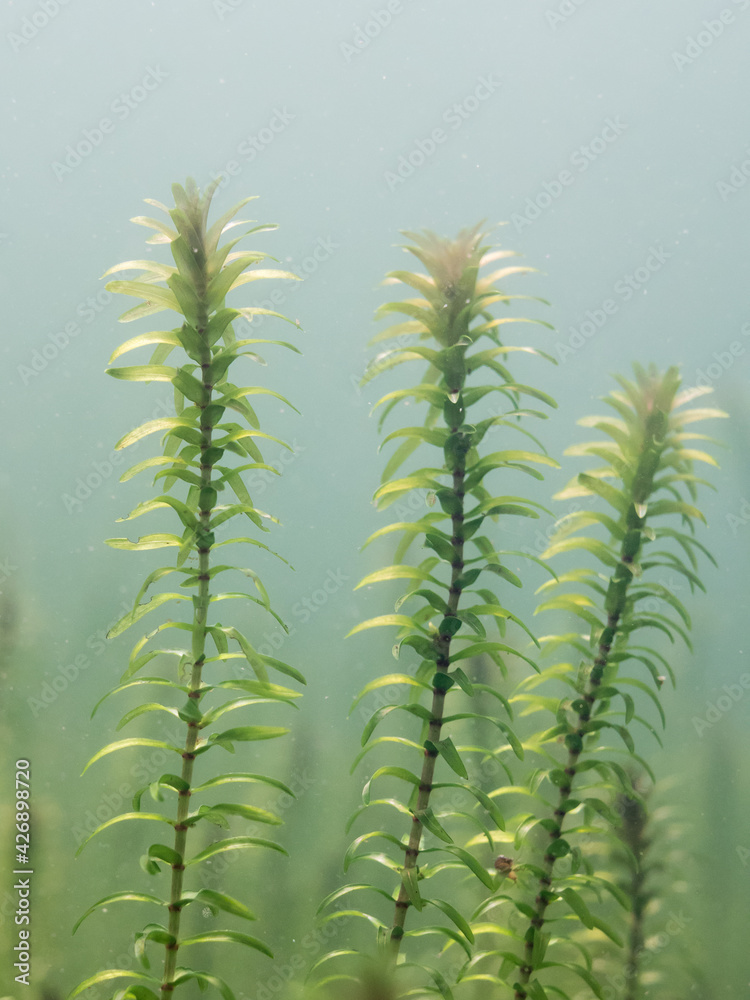 Close-up underwater view of Canadian waterweed sprouts Close-up underwater view of Canadian waterweed sprouts