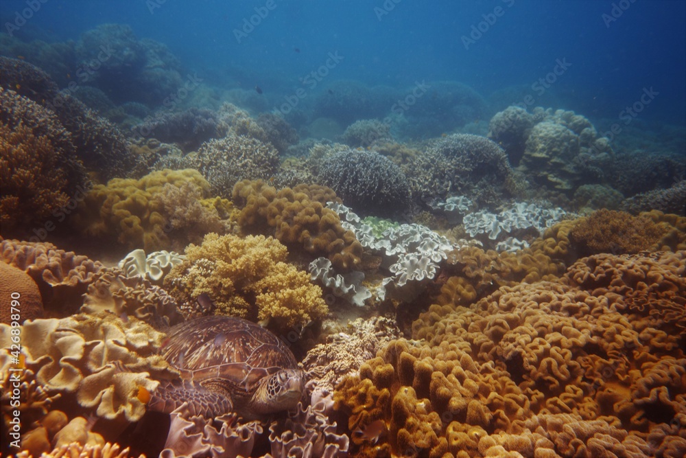 Obraz premium Stunning reef of Apo Island