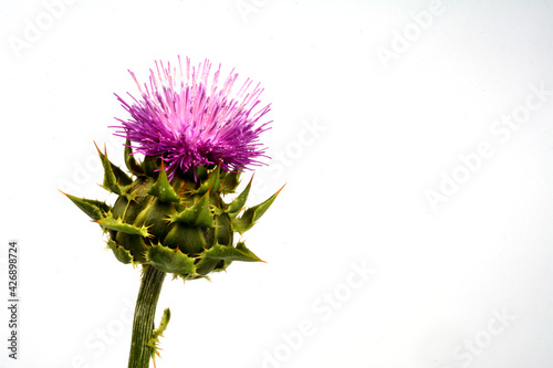 Obraz na płótnie Dietary supplement - granular and fresh thistle with flowers (Silybum marianum, Scotch Thistle, Marian thistle ) on wooden table