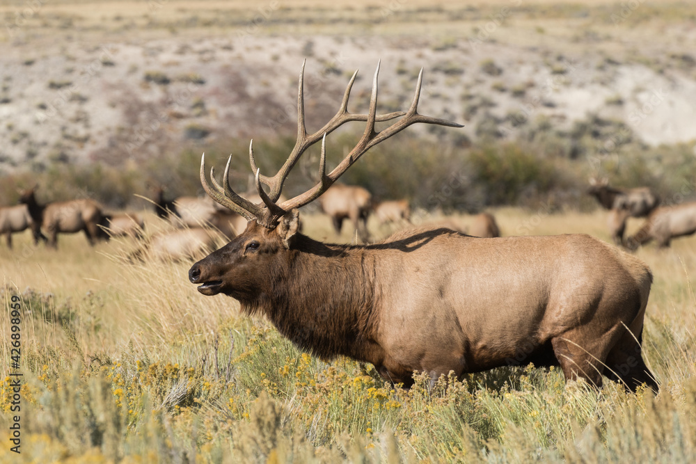 Bull Elk During the Rut