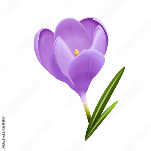 Rozkwitający krokus. Ręcznie rysowany kwiat w odcieniach fioletu na białym tle z zielonymi listkami.