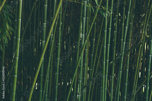 Bamboo trees with green leaves close-up in a botanical garden.