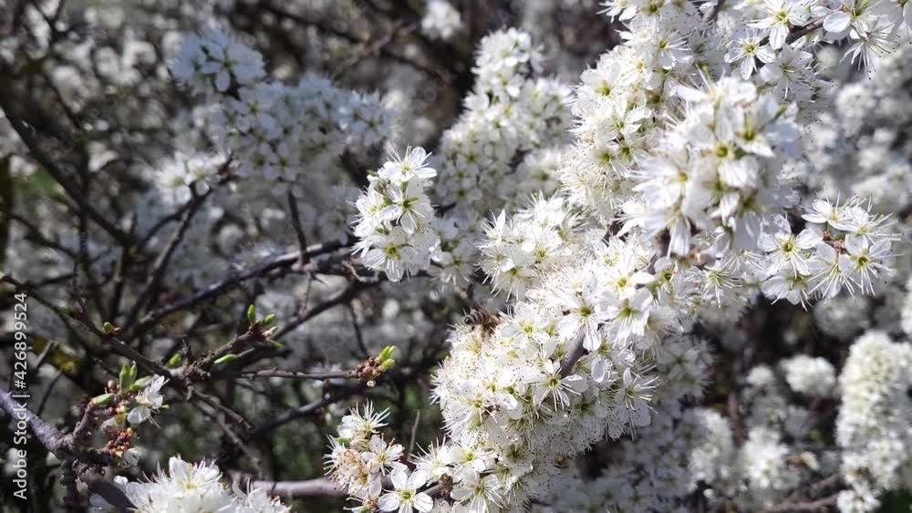 Bees collecting nectar on a white blooming blackthorn. Bees collecting nectar on a white blooming blackthorn.