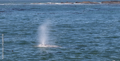 Grey Whale at Cape Arago, Oregon