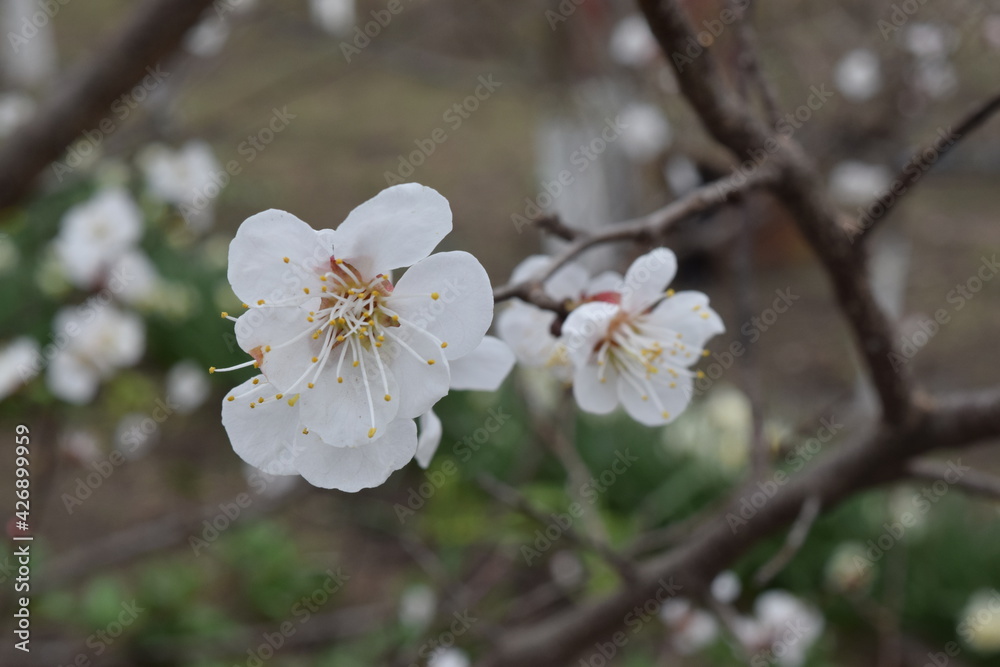Spring flowers bloom on a fruit tree. Spring flowers bloom on a fruit tree.