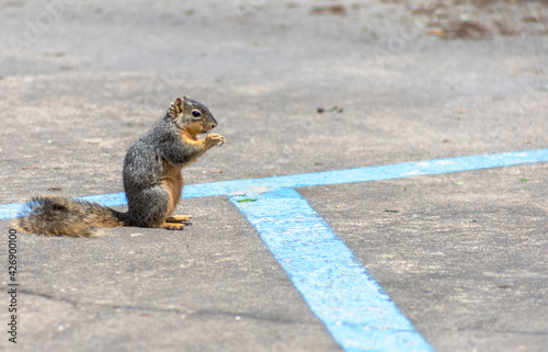 ground squirrel on a parking lot