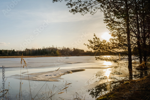 Pine trees on the flooded shore of a forest lake with melting ice. Trunks of trees with branches in the backlight of the sunset. Wildlife spring landscape