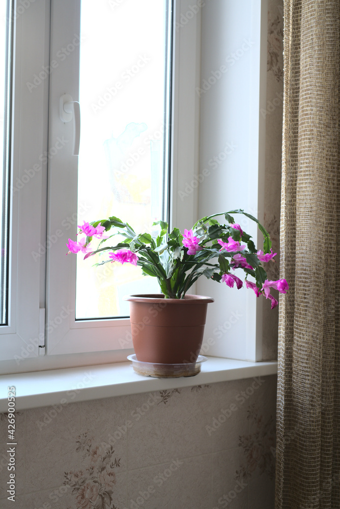 A house flower with pink blooming flowers stands on a white windowsill. Vertical snapshot