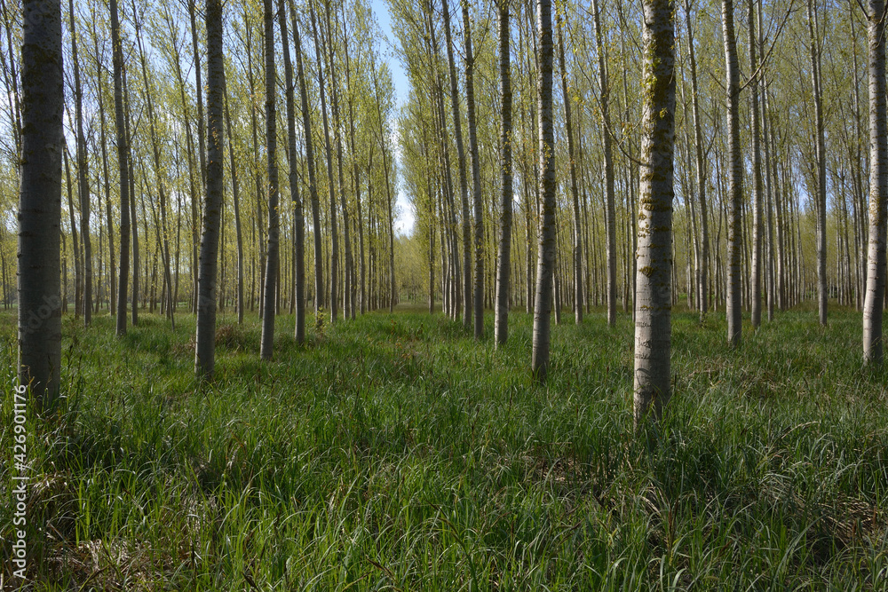 Fototapeta premium Paisaje cercano a un humeral, caminos, humeral ,idoneo para paseos.