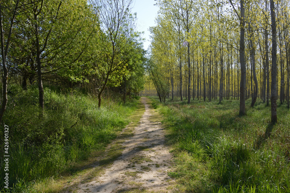 Paisaje cercano a un humeral, caminos, humeral ,idoneo para paseos. Paisaje cercano a un humeral, caminos, humeral ,idoneo para paseos.