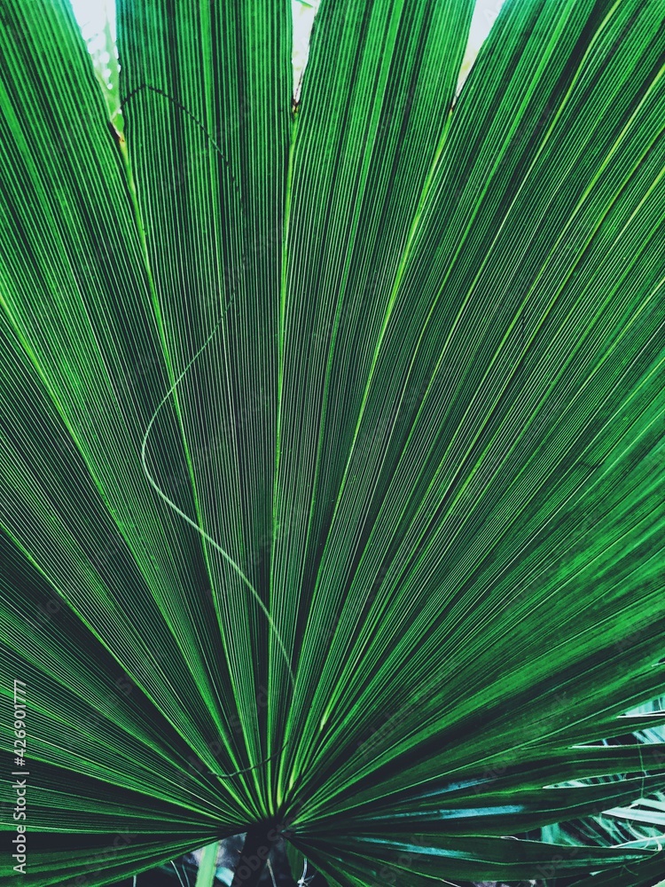 bright green palm leaf in botanical garden bright green palm leaf in botanical garden
