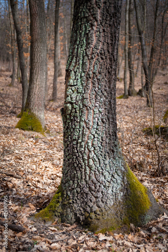 Bark of a oak tree trunk in a forest in Burgenland
