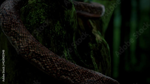 Snake slither on the tree.