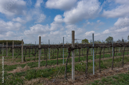 Vigneto in aprile, viti in primavera