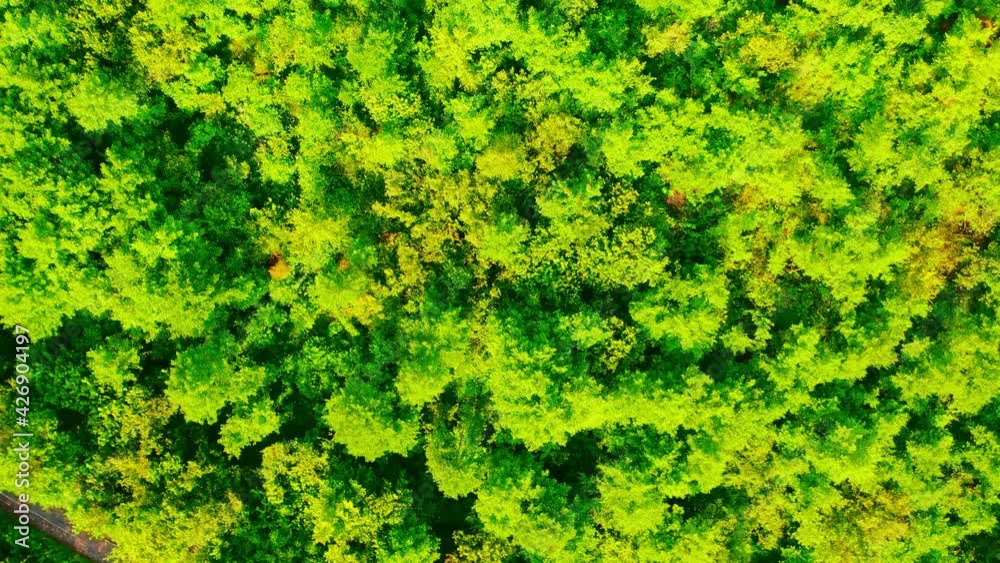 drone flies above treetops forest in summer season mountains landscape drone flies above treetops forest in summer season mountains landscape