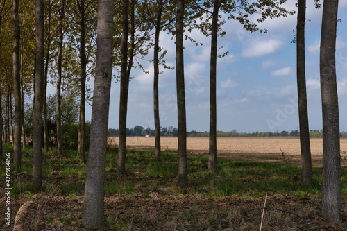 Paesaggio agricolo primaverile