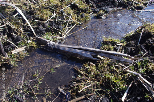 Spring brook fills nature with life 