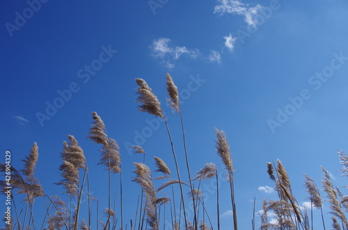 Golden reeds meet the spring breeze 