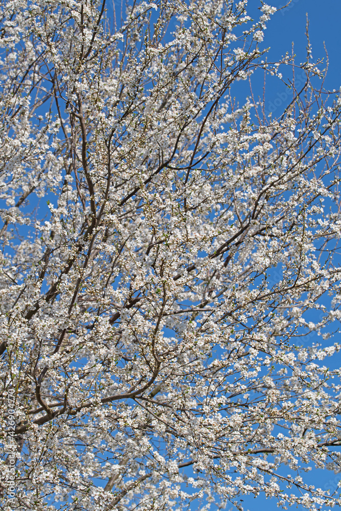 Blühende Wilde Mirabelle, Prunus cerasifera,im Frühling Blühende Wilde Mirabelle, Prunus cerasifera,im Frühling