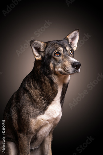 hunde portrait