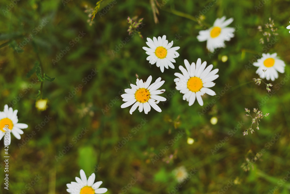 Fototapeta premium marguerite