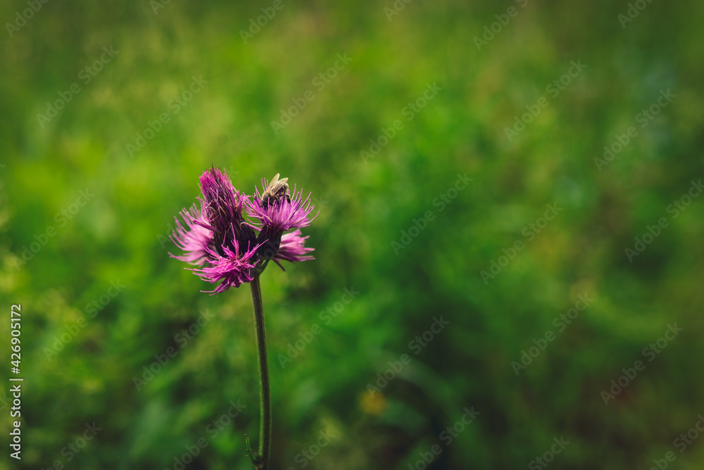 Obraz premium Cursed thistle