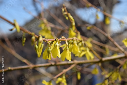 Beautiful yellow flowers on the bush.