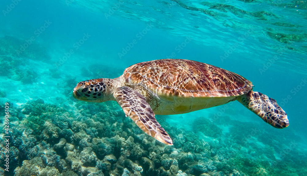 Green sea turtle