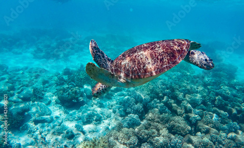 Green sea turtle