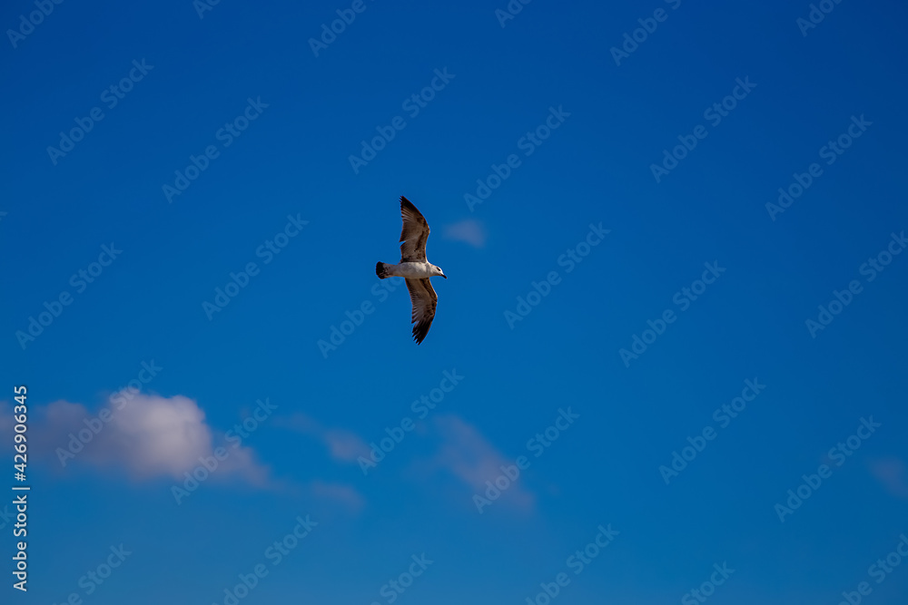 white gull spread its wings in flight under the blue sky white gull spread its wings in flight under the blue sky