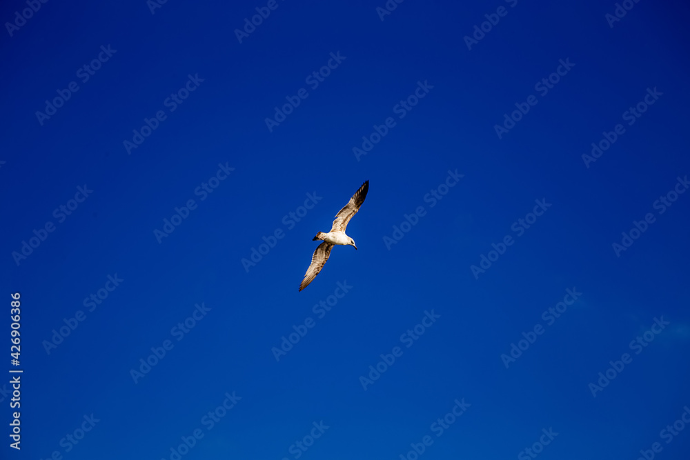 white gull spread its wings in flight under the blue sky white gull spread its wings in flight under the blue sky