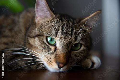 European green eyed cat
