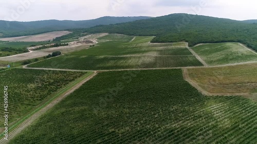 Aerial rows of crops of grapes on the farm Agriculture Food processing Agricultural land