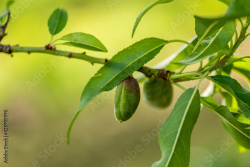 Unripe almond ( Prunus dulcis ) on a tree branch on a spring morning in the garden. Israel. 