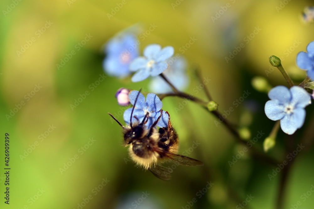 Fototapeta premium Junge Biene auf Vergissmeinnchtblüten