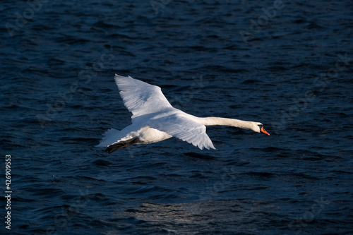 A closeup of a white whooper swan flying against the blue sea.