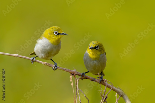 Indian white-eye. The Indian white-eye, formerly the Oriental white-eye, is a small passerine bird in the white-eye family. It is a resident breeder in open woodland on the Indian subcontinent. They f