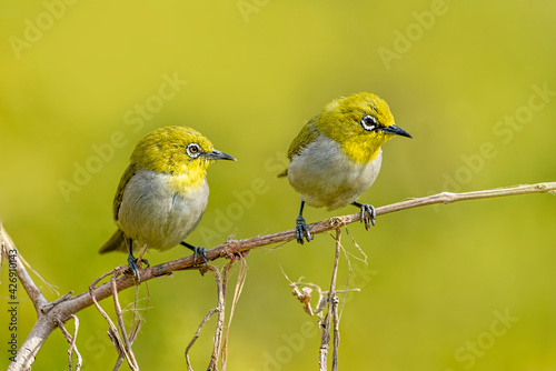 Indian white-eye. The Indian white-eye, formerly the Oriental white-eye, is a small passerine bird in the white-eye family. It is a resident breeder in open woodland on the Indian subcontinent. They f