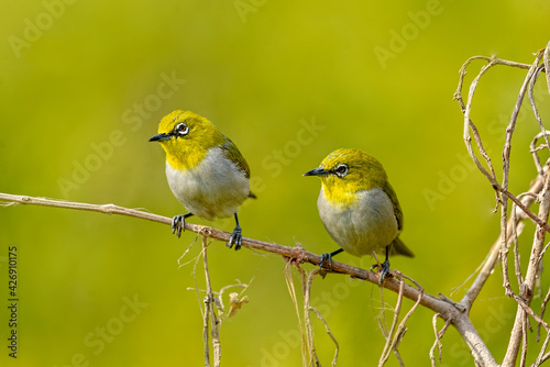 Indian white-eye. The Indian white-eye, formerly the Oriental white-eye, is a small passerine bird in the white-eye family. It is a resident breeder in open woodland on the Indian subcontinent. They f © Farooq
