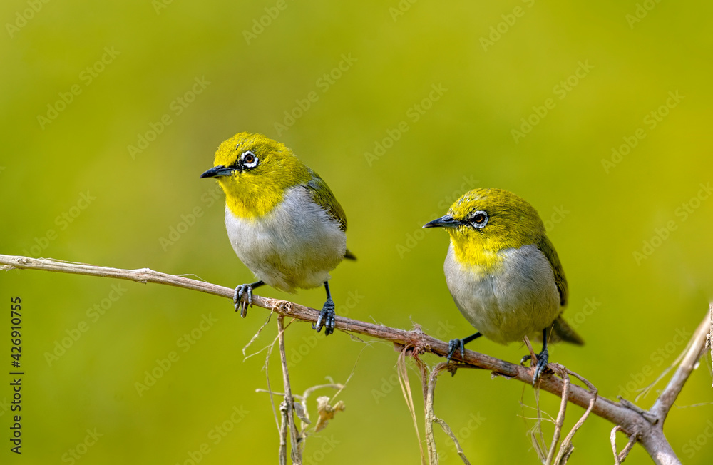 Indian White Eye.
The Indian white-eye, formerly the Oriental white-eye, is a small passerine bird in the white-eye family. It is a resident breeder in open woodland on the Indian subcontinent.