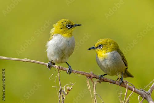 Indian White Eye. The Indian white-eye, formerly the Oriental white-eye, is a small passerine bird in the white-eye family. It is a resident breeder in open woodland on the Indian subcontinent.