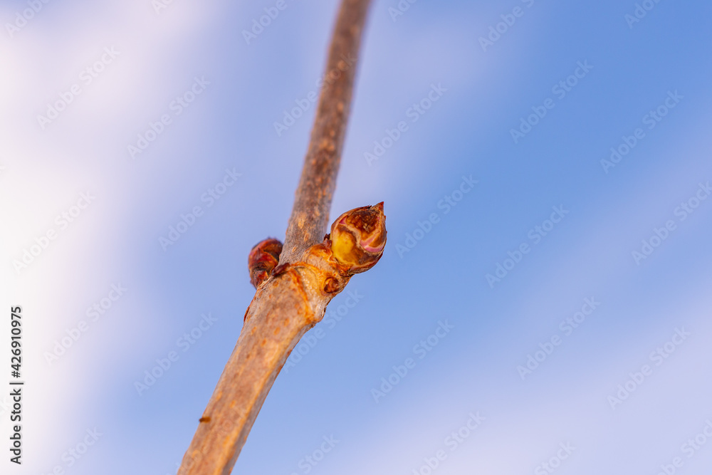 A branch of a young tree with swollen buds in the spring. A branch of a young tree with swollen buds in the spring.
