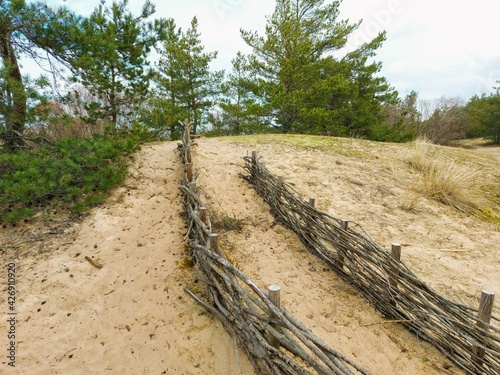 Fototapeta Naklejka Na Ścianę i Meble -  The sand of the Baltic Sea dunes 