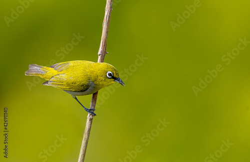 Indian White Eye.
The Indian white-eye, formerly the Oriental white-eye, is a small passerine bird in the white-eye family. It is a resident breeder in open woodland on the Indian subcontinent. photo