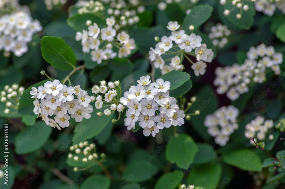 Spiraea vanhouttei meadowsweet ornamental shrub in bloom, group of bright white flowering flowers on branches