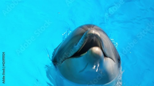 Dolphinarium. Black Sea bottlenose dolphin splashing in clear water, Close-up, Slow motion