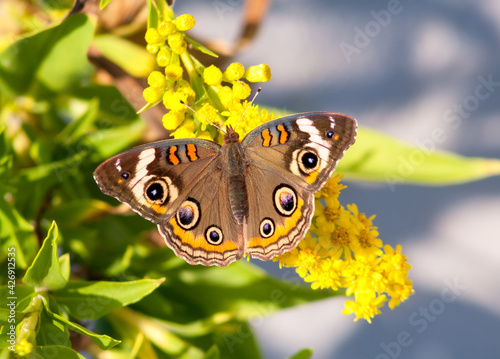 Canvas Print A Common Buckeye butterfly (Junonia coenia) on goldenrod at Assateague Island Na