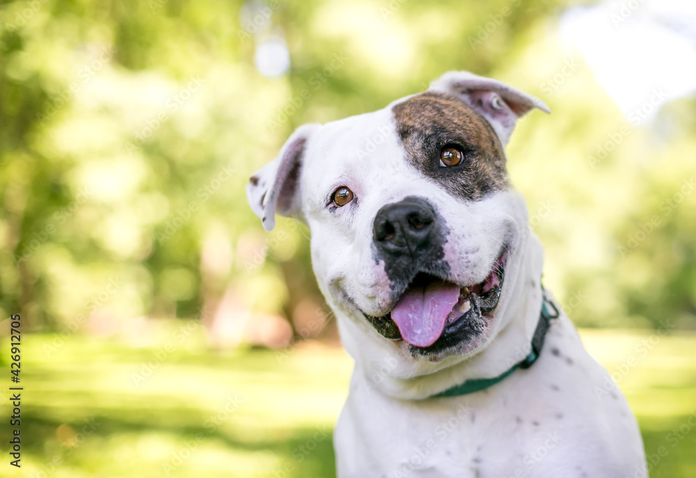 A brindle and white American Bulldog mixed breed dog looking at the camera with a head tilt