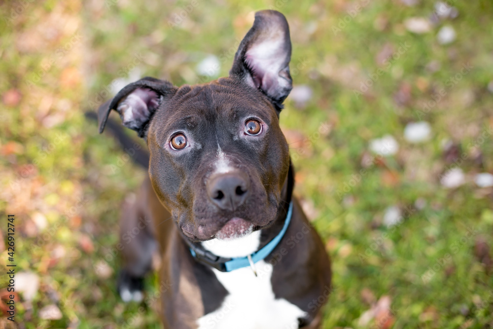 A black and white Pit Bull Terrier mixed breed dog with large floppy ears and wearing a blue collar